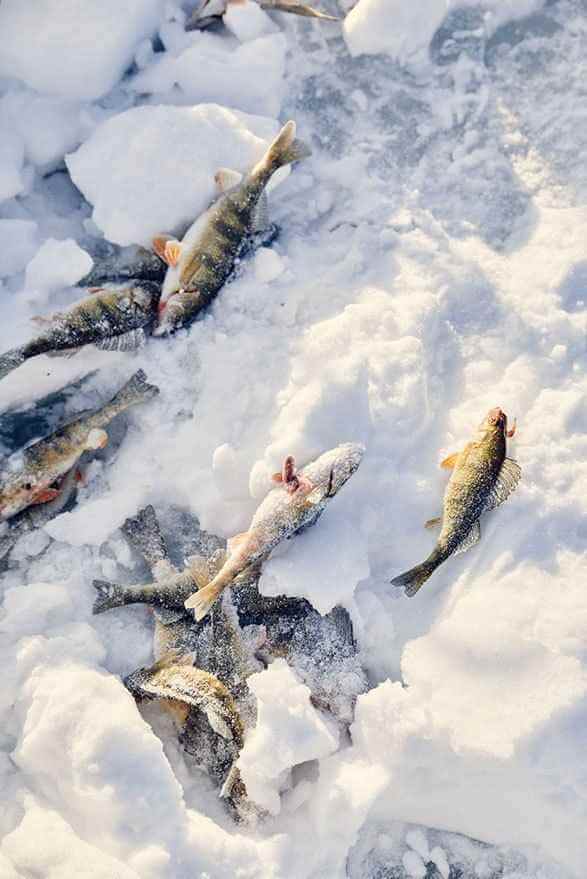 Участник курса IceCatch с трофейной рыбой на зимней рыбалке